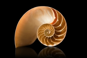 sea-shell1.jpg
